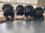 Goldador pups puppies Labrador Golden Retriever puppy, Dieren en Toebehoren, Honden | Retrievers, Spaniëls en Waterhonden, Rabiës (hondsdolheid)