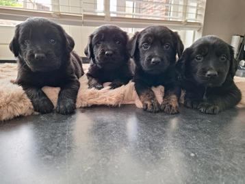 Goldador pups puppies Labrador Golden Retriever puppy beschikbaar voor biedingen