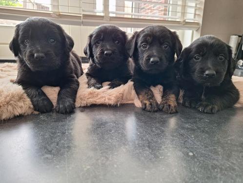 Goldador pups puppies Labrador Golden Retriever puppy, Dieren en Toebehoren, Honden | Retrievers, Spaniëls en Waterhonden, Meerdere dieren