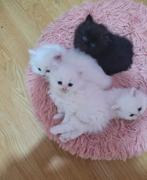 British lang haar 2 maanden oud, Dieren en Toebehoren