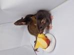 Ratten / Rat Dumbo (Baby's/ juveniles), Augustus, Mannelijk, Rat