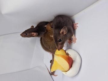 Ratten / Rat Dumbo (Baby's/ juveniles) beschikbaar voor biedingen