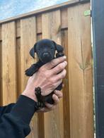 Chihuahua pups, Dieren en Toebehoren, Honden | Chihuahua's en Gezelschapshonden, Overige rassen, Meerdere dieren, Eén hond, Nederland
