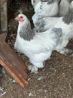 2 brahma kriel hennen wit blauw columbia van 2025, Dieren en Toebehoren, Pluimvee, Meerdere dieren, Kip