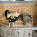 Wyandotte koppel., Dieren en Toebehoren, Pluimvee, Meerdere dieren, Kip