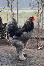 Brahma hanen, Dieren en Toebehoren, Pluimvee, Mannelijk, Kip