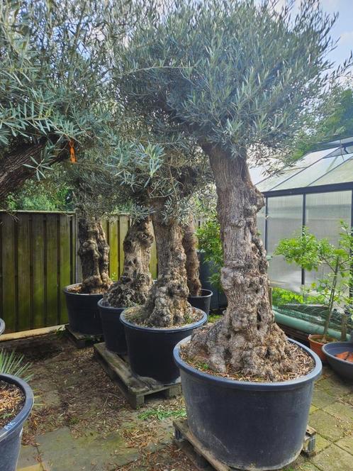 KORTING: MINSTENS 10 tot 15 % KORTING OP AL ONZE OLIJFBOMEN, Tuin en Terras, Planten | Bomen, Olijfboom, 100 tot 250 cm, Halfschaduw