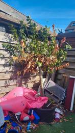 Laurier boom, Tuin en Terras, Planten | Bomen, Ophalen, Halfschaduw, Overige soorten