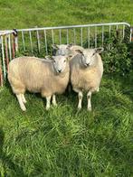 Stamboek Swifter ooilammeren, Dieren en Toebehoren, Schapen, Geiten en Varkens, Vrouwelijk, Schaap, 0 tot 2 jaar