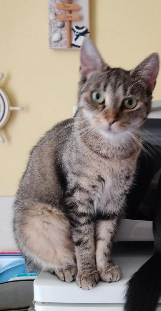 5 jarige lieve poes, Dieren en Toebehoren, Katten en Kittens | Dekkaters