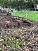 4 mooie biggen mangalica x duroc, Dieren en Toebehoren, Schapen, Geiten en Varkens, Mannelijk, Varken, 0 tot 2 jaar