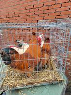 12 hanen., Dieren en Toebehoren, Pluimvee, Mannelijk, Kip