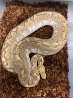 PB Ball Pythons, Slang, 3 tot 6 jaar