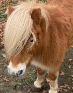 Shetland pony ruin en merrie samen of apart weg, Dieren en Toebehoren, Ruin, A pony (tot 1.17m), Ontwormd