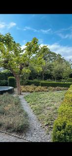 Tuinman, Ophalen of Verzenden, Overige soorten