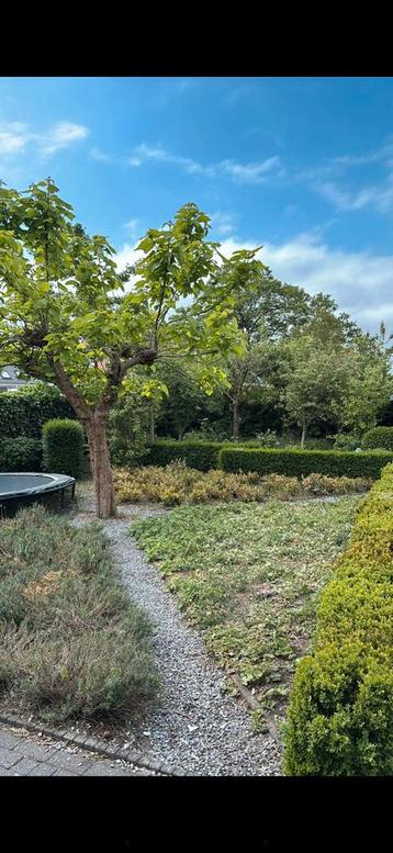 Tuinman beschikbaar voor biedingen