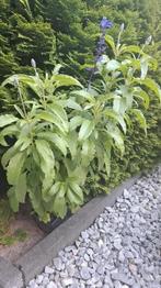 Meelsalie (salie blue plus) te koop, Ophalen, Zomer, Overige soorten, Volle zon