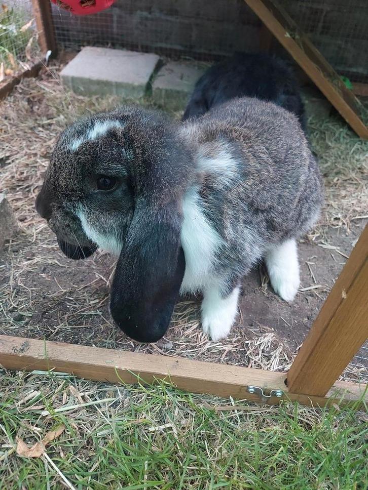 Hangoor konijn, Dieren en Toebehoren, Knaagdieren en Konijnen | Toebehoren, Ophalen