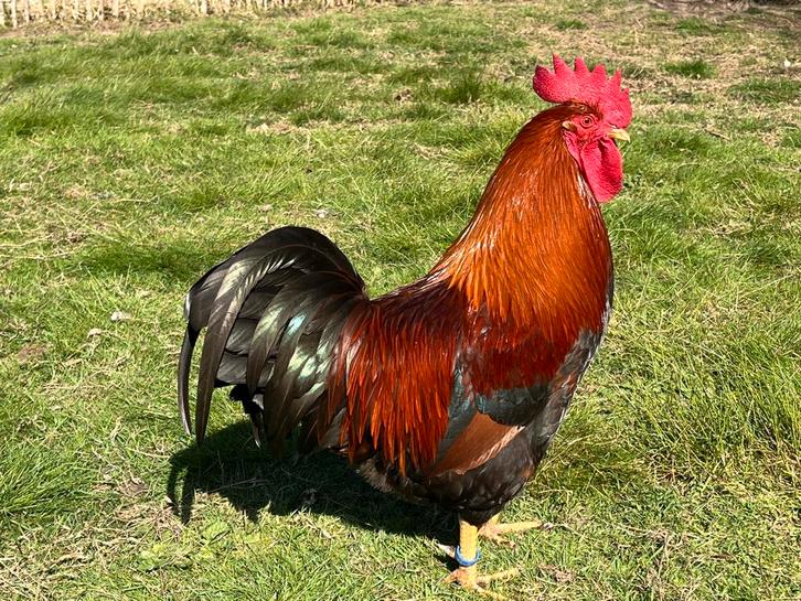 10 broedeieren Welsumer kip (groot), Dieren en Toebehoren, Pluimvee, Kip, Geslacht onbekend