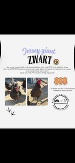 Jersey giant kippen te koop, Dieren en Toebehoren, Pluimvee, Vrouwelijk, Kip