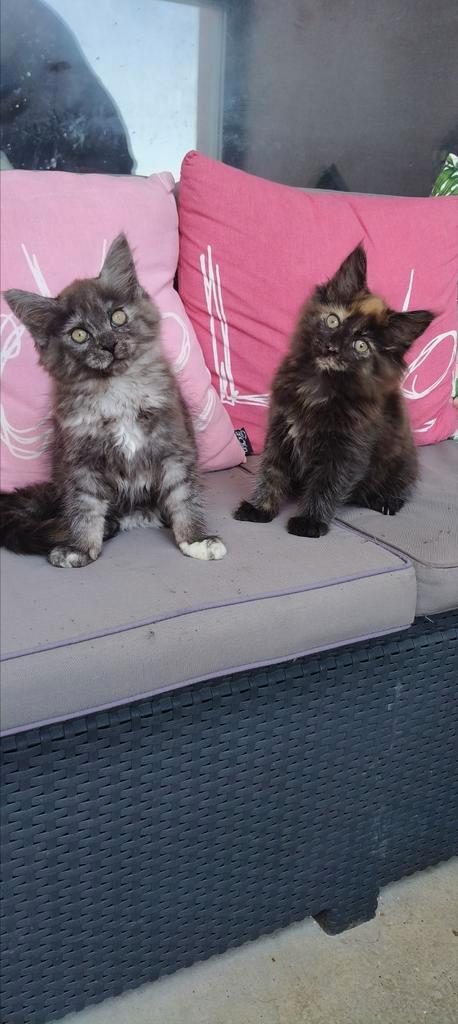 Maine Coon kittens, Dieren en Toebehoren, Katten en Kittens | Raskatten | Langhaar, Meerdere dieren, 0 tot 2 jaar, Ontwormd, Ingeënt