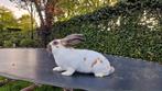 Lotharinger groot konijn ram, Dieren en Toebehoren, Mannelijk, Groot
