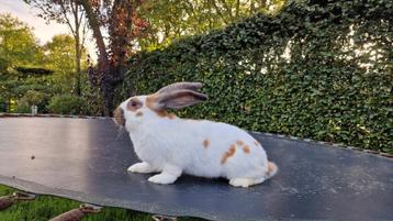 Lotharinger groot konijn ram beschikbaar voor biedingen