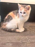 Katten kat kitten  Vader Siberisch Siberië mama European, Kater