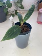 Hoya soligamiana, Ophalen of Verzenden, Halfschaduw, Minder dan 100 cm