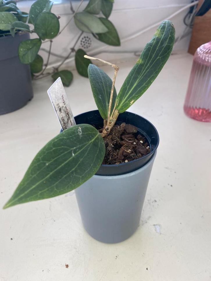 Hoya soligamiana, Huis en Inrichting, Kamerplanten, Minder dan 100 cm, Halfschaduw, Ophalen of Verzenden