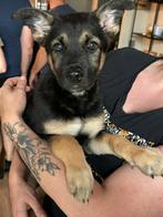X herder pups nog 2 reutjes WERKLIJN!, Dieren en Toebehoren, Honden | Herdershonden en Veedrijvers, CDV (hondenziekte), 8 tot 15 weken