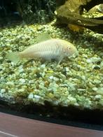 Albino corydoras, Dieren en Toebehoren, Vissen | Aquariumvissen, Vis