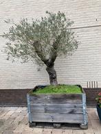Olijfboom, Tuin en Terras, Planten | Bomen, Ophalen of Verzenden, 100 tot 250 cm, Olijfboom, Zomer