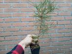 Pinus densiflora. Japanse rode den., Ophalen of Verzenden, Volle zon, Overige soorten, Minder dan 100 cm