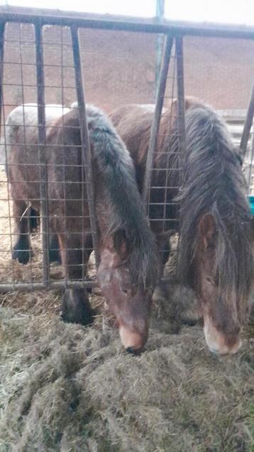 ‼️TE KOOP GEZOCHT‼️ beschikbaar voor biedingen