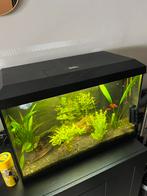 Prachtig Juwel aquarium, Dieren en Toebehoren, Ophalen, Zo goed als nieuw, Leeg aquarium
