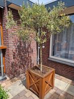 Olijfboom in grote houten bak, Tuin en Terras, Planten | Bomen, 100 tot 250 cm, Olijfboom, Zomer, Ophalen