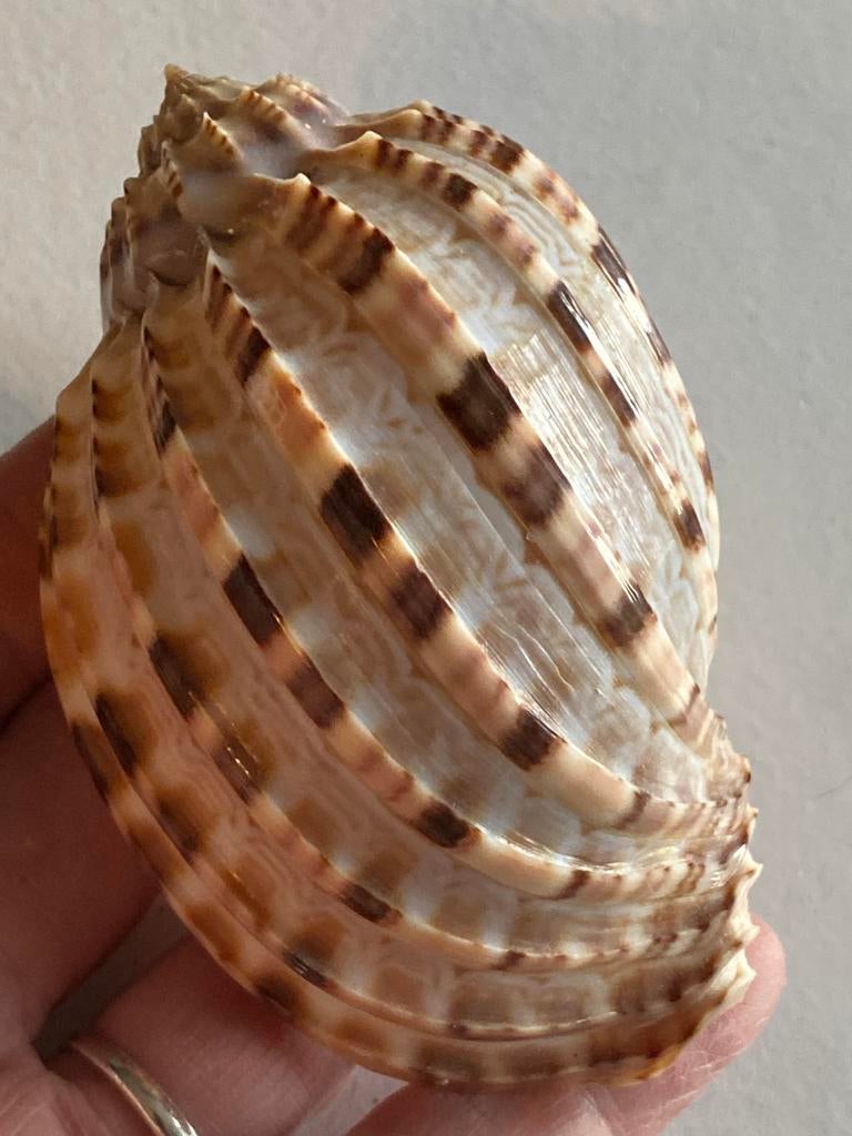 Harpa articularis schelp, Ophalen of Verzenden, Schelp(en)