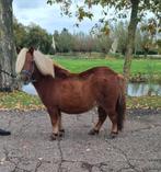 **MOOIE EN HELE LIEVE 3 JARIGE SHETLANDER RUIN**KINDERMAK, Merrie, A pony (tot 1.17m), 3 tot 6 jaar, Onbeleerd