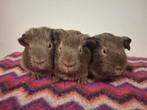 Slate gladhaar lavendel drager cavia beren, Dieren en Toebehoren, Knaagdieren, Cavia, Mannelijk, December, Tam