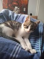 Shadow en misty zoeken een huisje, Dieren en Toebehoren, Katten en Kittens | Overige Katten, Kater, Kortharig, 0 tot 2 jaar