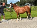 Mooie welsh sectie B., Dieren en Toebehoren, Merrie, Recreatiepony