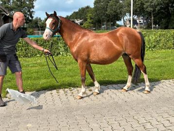 Mooie welsh sectie B. beschikbaar voor biedingen