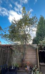 Gratis pruimenboom, Tuin en Terras, Planten | Bomen, Ophalen, Zomer, Volle zon, Overige soorten