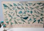 Vintage schoolplaat Zangvogels, Antiek en Kunst, Ophalen, Natuur en Biologie