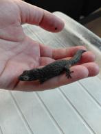 2.1 eurydactylodes occidentalis, Amfibie