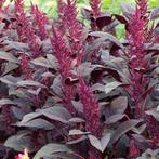 Amaranthus/kattenstaart, Tuin en Terras, Bloembollen en Zaden, Ophalen of Verzenden, Voorjaar, Volle zon