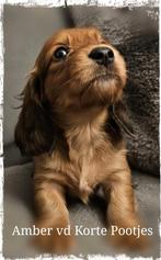 Dwergteckel Langhaar pupjes, blond dragend m ARFE Stamboom, Dieren en Toebehoren, Fokker | Hobbymatig, Rabiës (hondsdolheid), 8 tot 15 weken