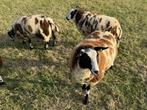 Te koop mooie bonte schapen., Dieren en Toebehoren, Meerdere dieren, Schaap, 0 tot 2 jaar