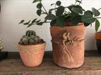 Terra-cotta pot, Tuin en Terras, Bloempotten, Rond, Ophalen of Verzenden, Minder dan 25 cm, Minder dan 40 cm